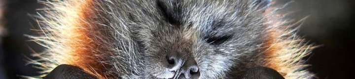 koumorifox