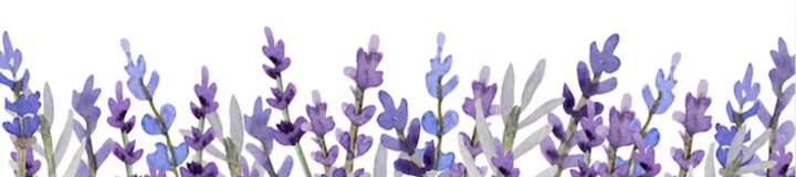 lavenderexxile