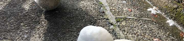rinorino_0