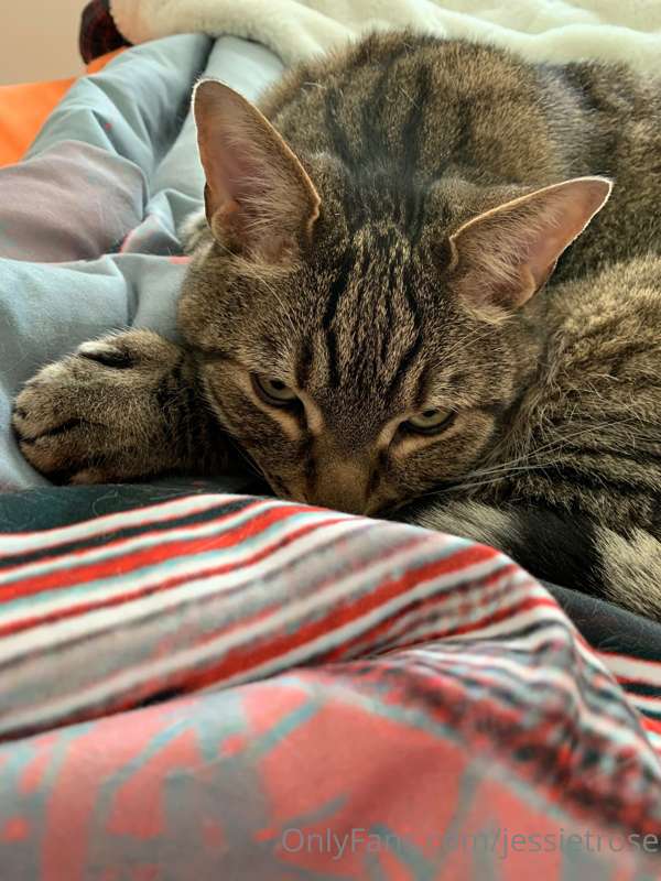 media