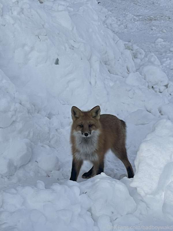 media