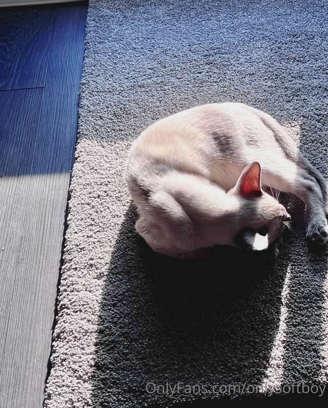 averysoftboy image #4