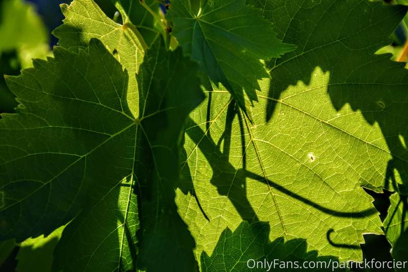 Leafs in Light, The Grapes will come soon and taste oh so go..
