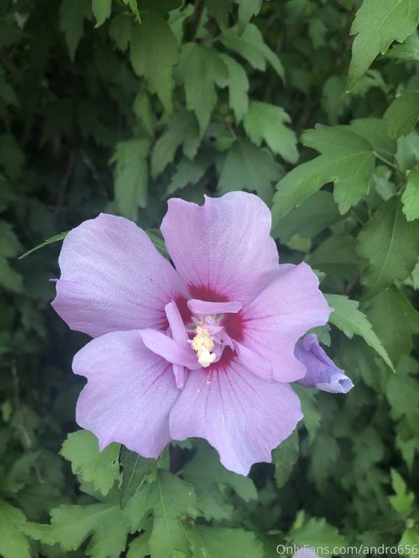 andro656 image #1