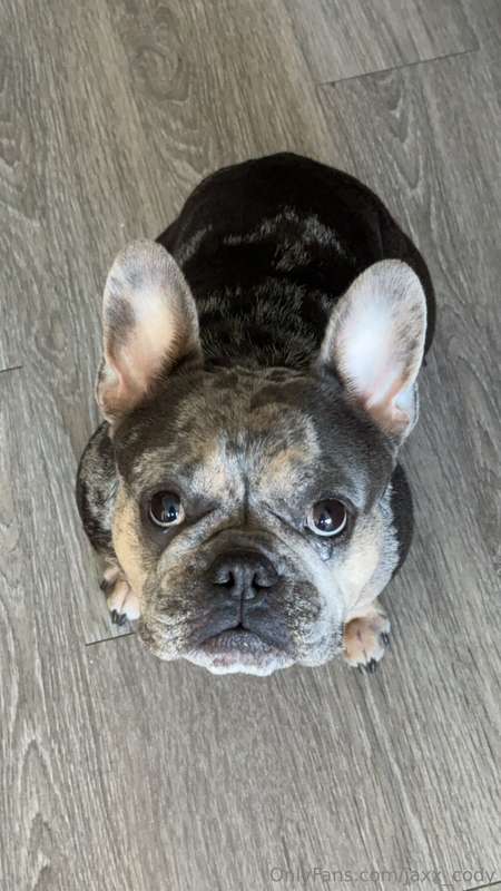 jaxx_cody