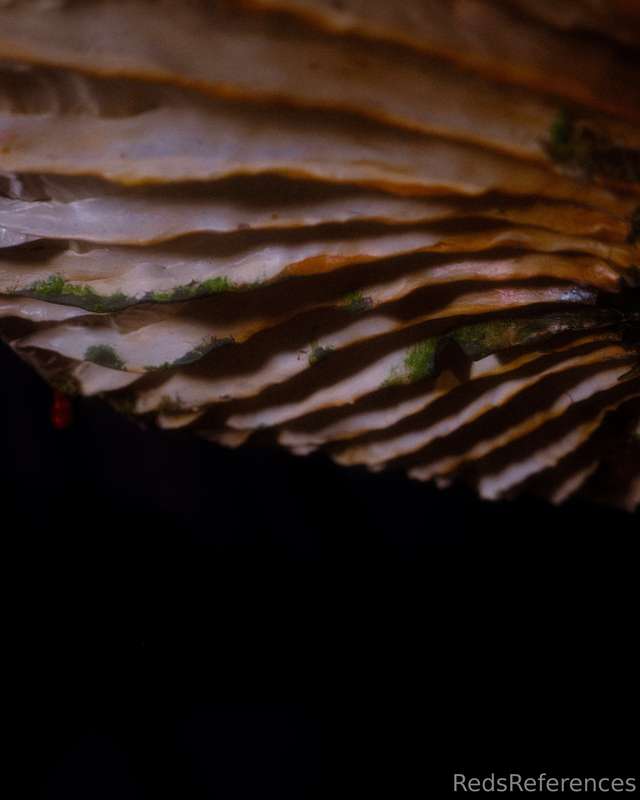 redsreferences image #6