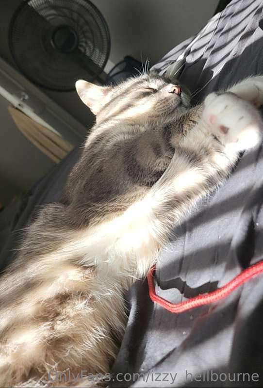 😻Sasuke Spotlight!😻
Some warm fuzzy Sasuke vibes! Kitty's re..