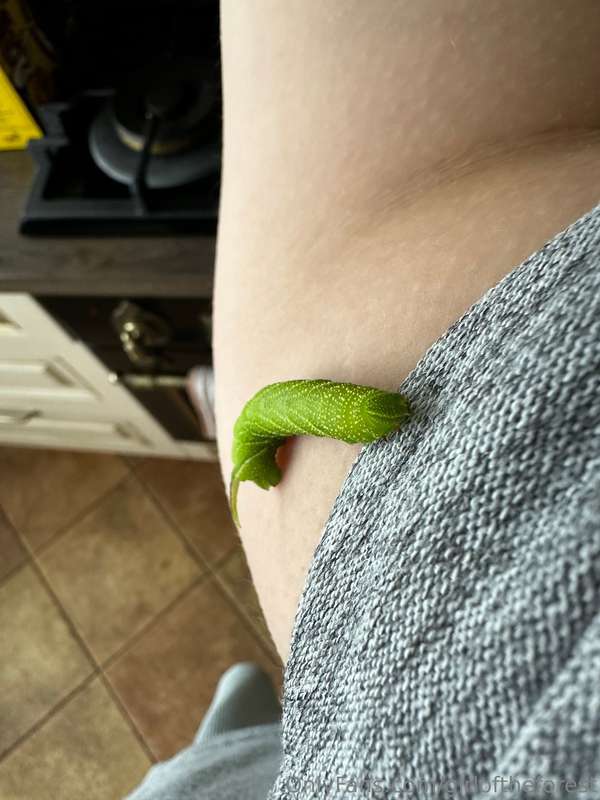 Le worm 