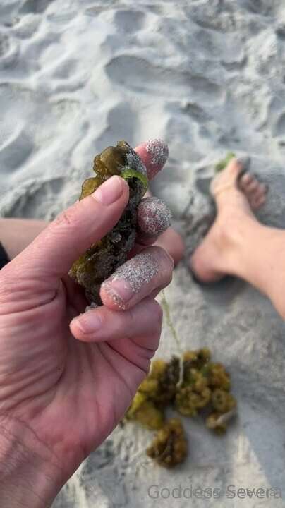 Watch as I crush seaweed on the beach with the sound of wave..