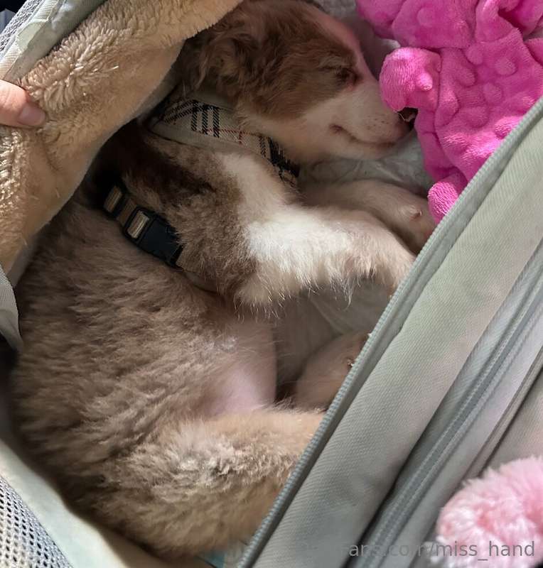 say hello to the newest member on the farm 🥹