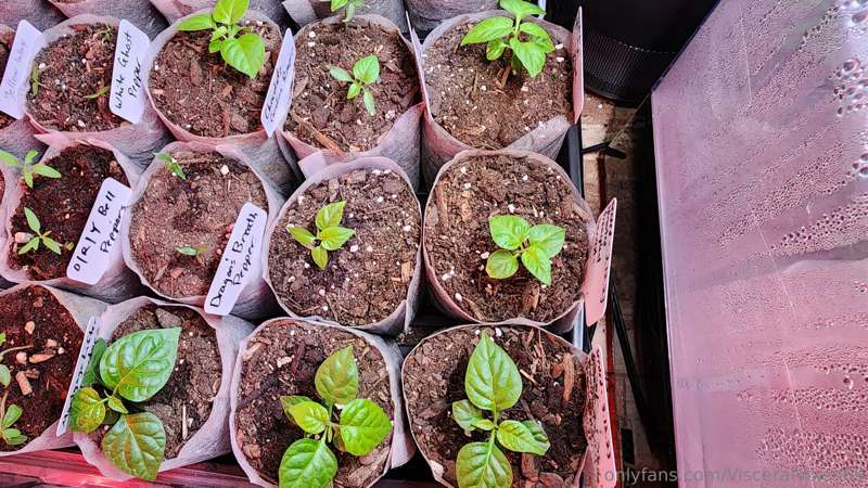 Say hello to my:

Carolina Reapers Peppers
Orange Bhut Jolok..