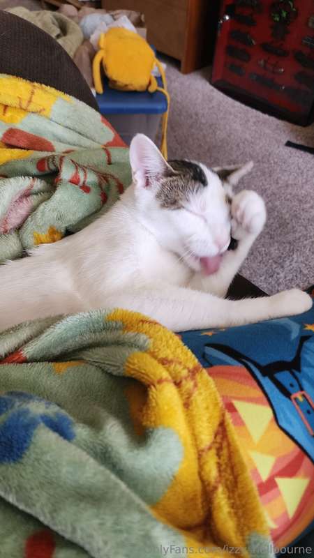 😻Monkey Spotlight😻 A cute kitty to start your weekend off ri..