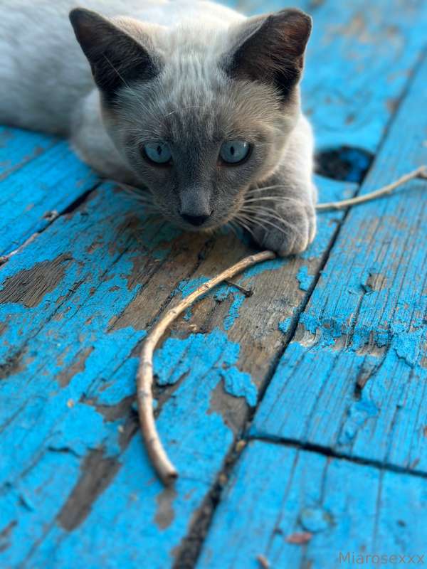 I have named this one freya. She is one of feral cats that l..