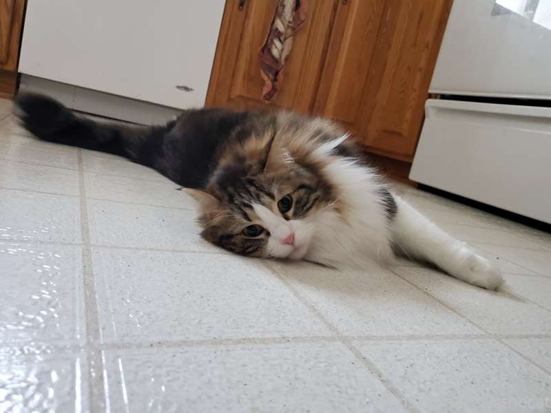The kitchen is the best room in the house for kitty yoga!