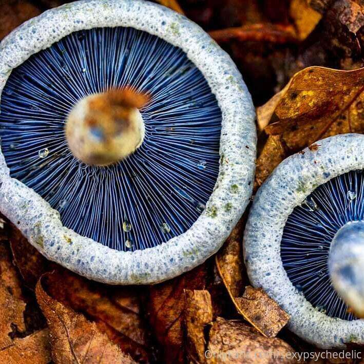sexypsychedelic image #2