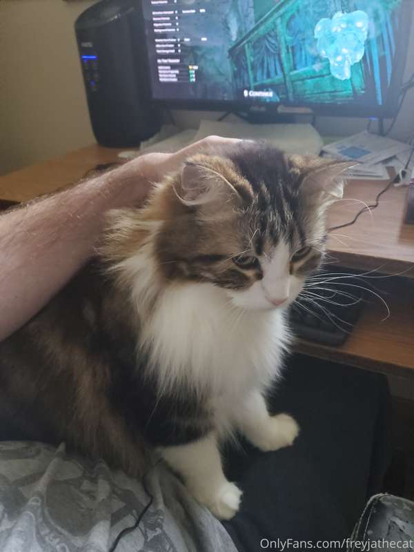 My human tried to play pc games without paying the Cuddle Ta..