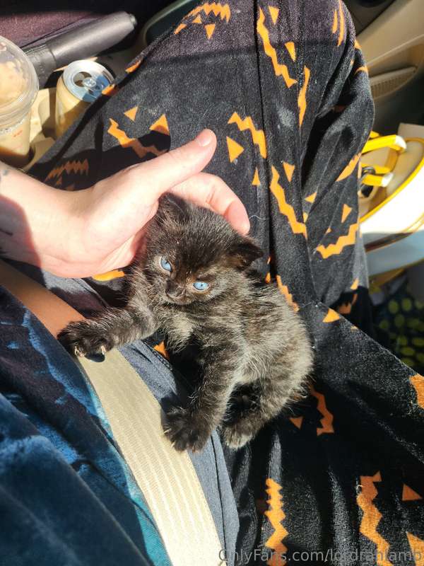 Any tips are currently going to vet bills for these kittens ..