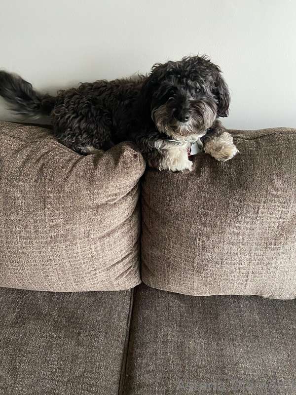 My son Sammy ❤️ my havanese 😊  If you want to leave a tip fo..