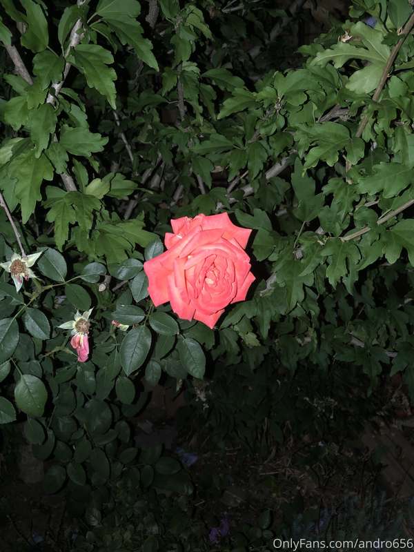 andro656 image #5