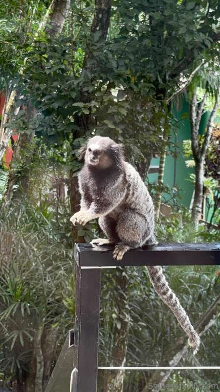 Monkey says, be kind to Sally! 