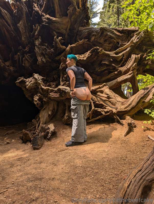 What if we did butt stuff in the roots of an ancient tree 