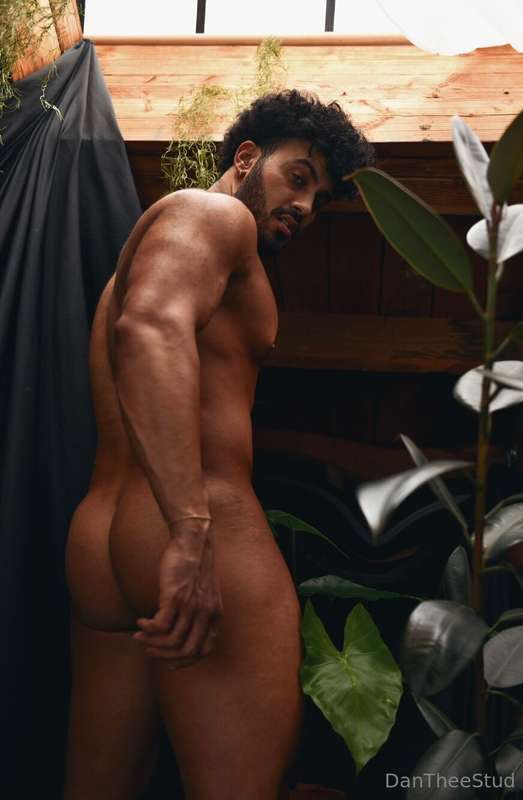 dantheestud