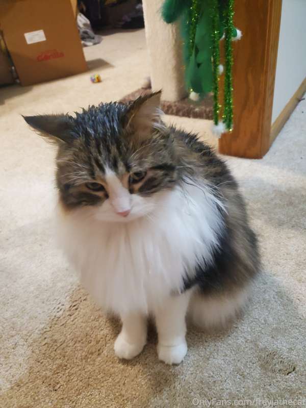 Whenever one of my humans take a bath, I'll come up to the e..