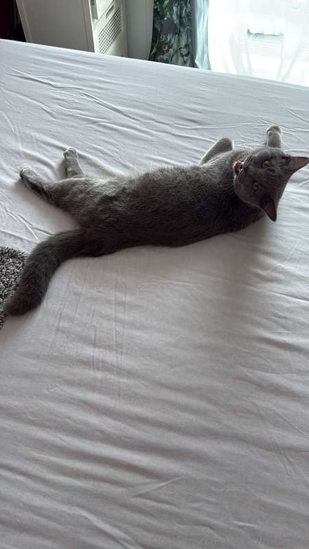 media