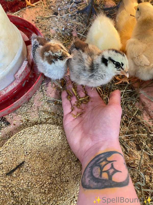 Also we have chicks hatching look at these fluffy little dud..