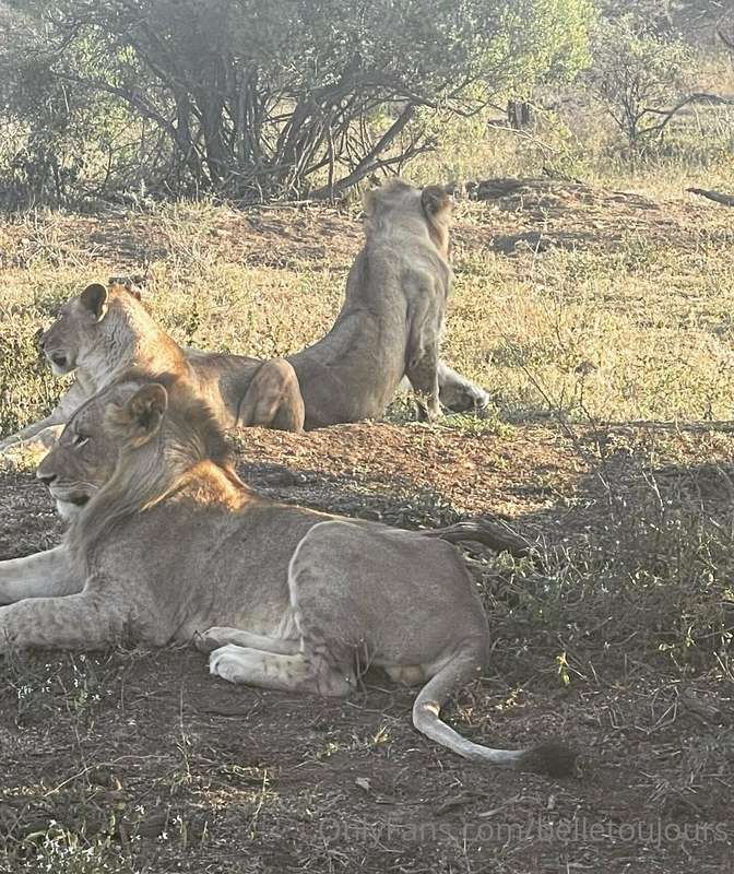 media