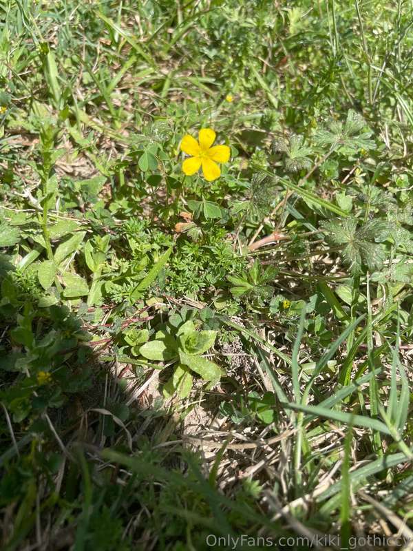Spring has sprungI touched grass todayHave you?