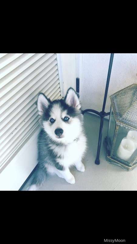 In other news, I’m also on the hunt for a husky puppy, so if..