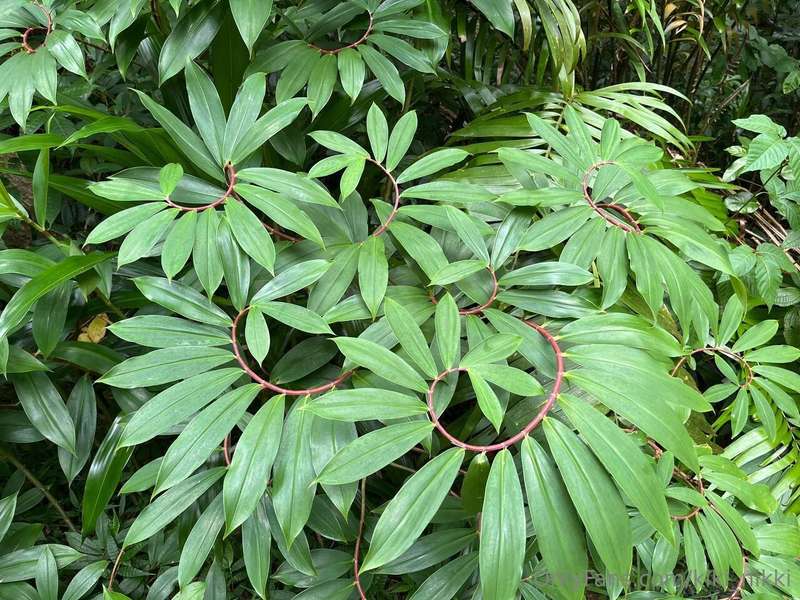 🌸 My impressions from my visit to the botanical garden  I re..