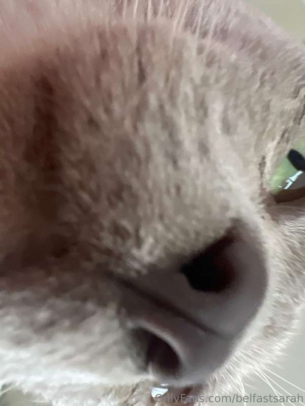 belfastsarah