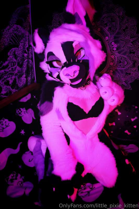 little_pixie_kitten image #1