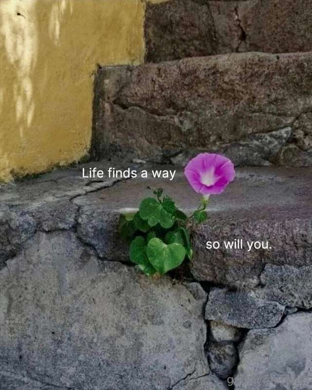 media