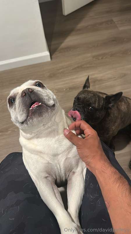 @boltthesurfingfrenchie and Milo hyped to see me finally hom..