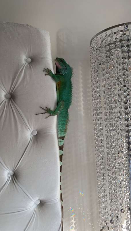 My Chinese water dragon is being hospitalized at the vet rig..
