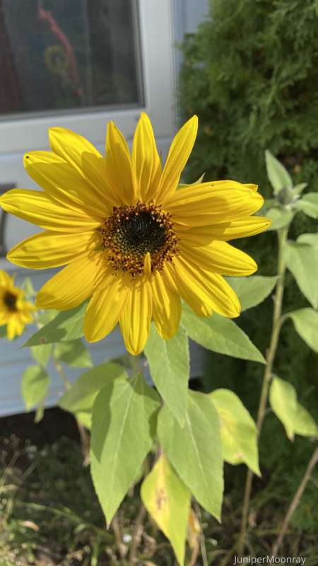 Good morning!! Look guys! My sunflowers bloomed 😍😍