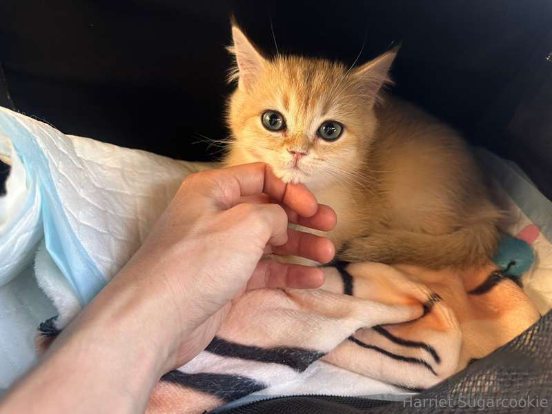 Welcome home Kaiju! <3 He is SO BEAUTIFUL!!!