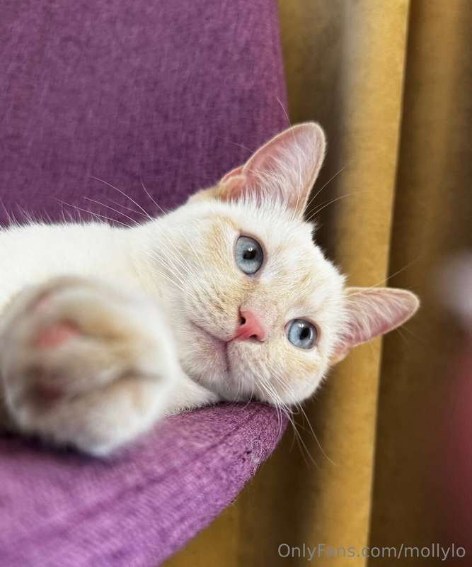 My sweet kitten! It's a beautiful picture, isn't it? 🌸