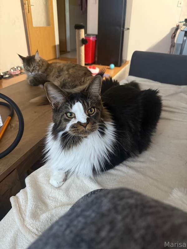 majakitty