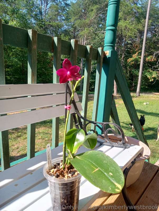 Unfortunately, I had to leave behind most of my orchids and ..