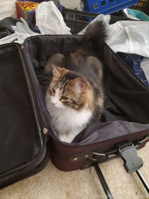 My human is finally back! Naturally, the most important step..