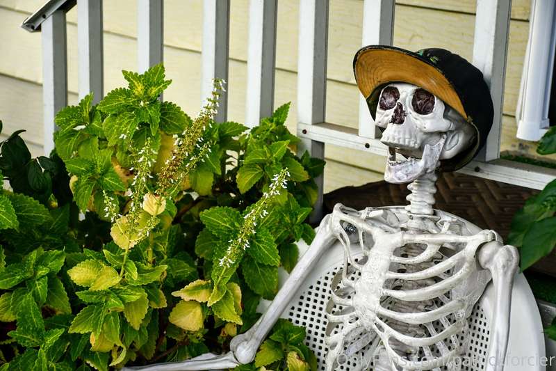 Part 4 of 5: Halloween Skeleton, he was bored and asked me t..