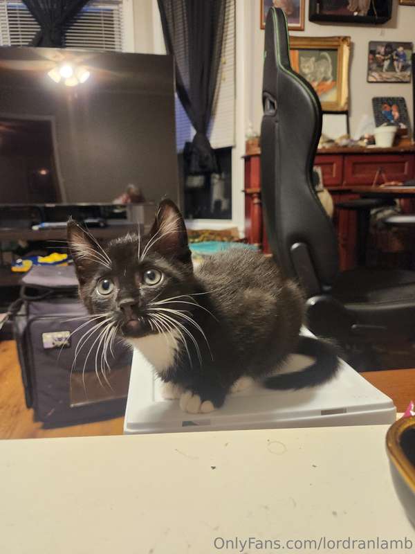 Thank you everyone that helped with the kittens. They are al..