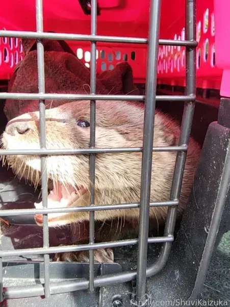 media