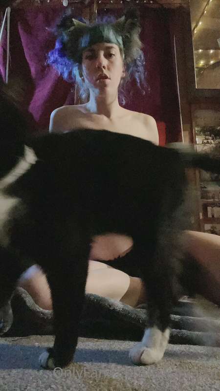 pyjamacat