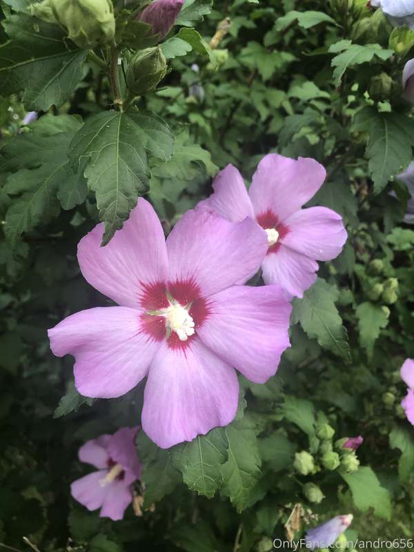 andro656 image #2