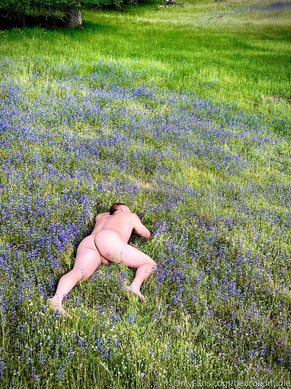 Just a bearcub in a field of lupins #NakedInNature